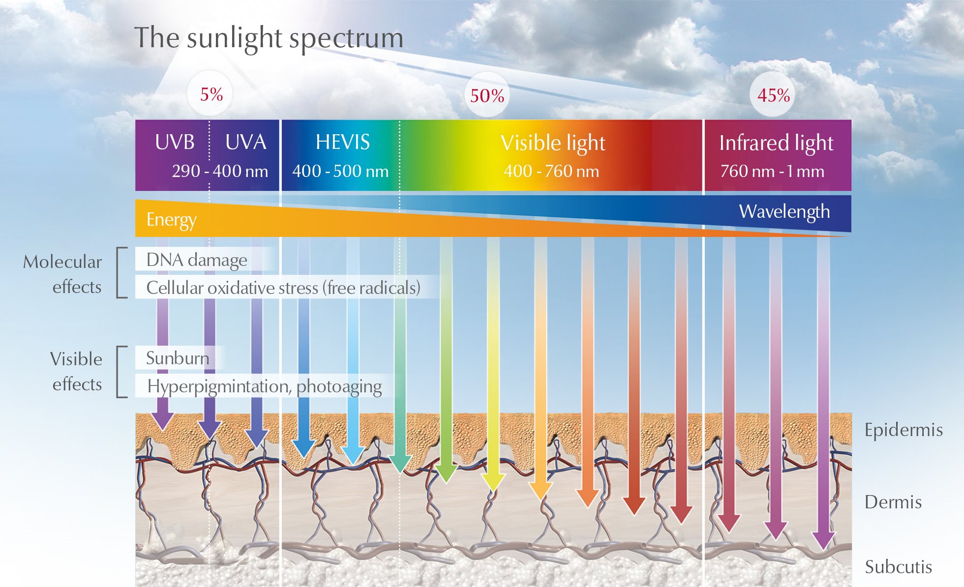 How Do The Sun’s UVA, UVB And HEVIS Light Rays Affect Skin| Sun And ...