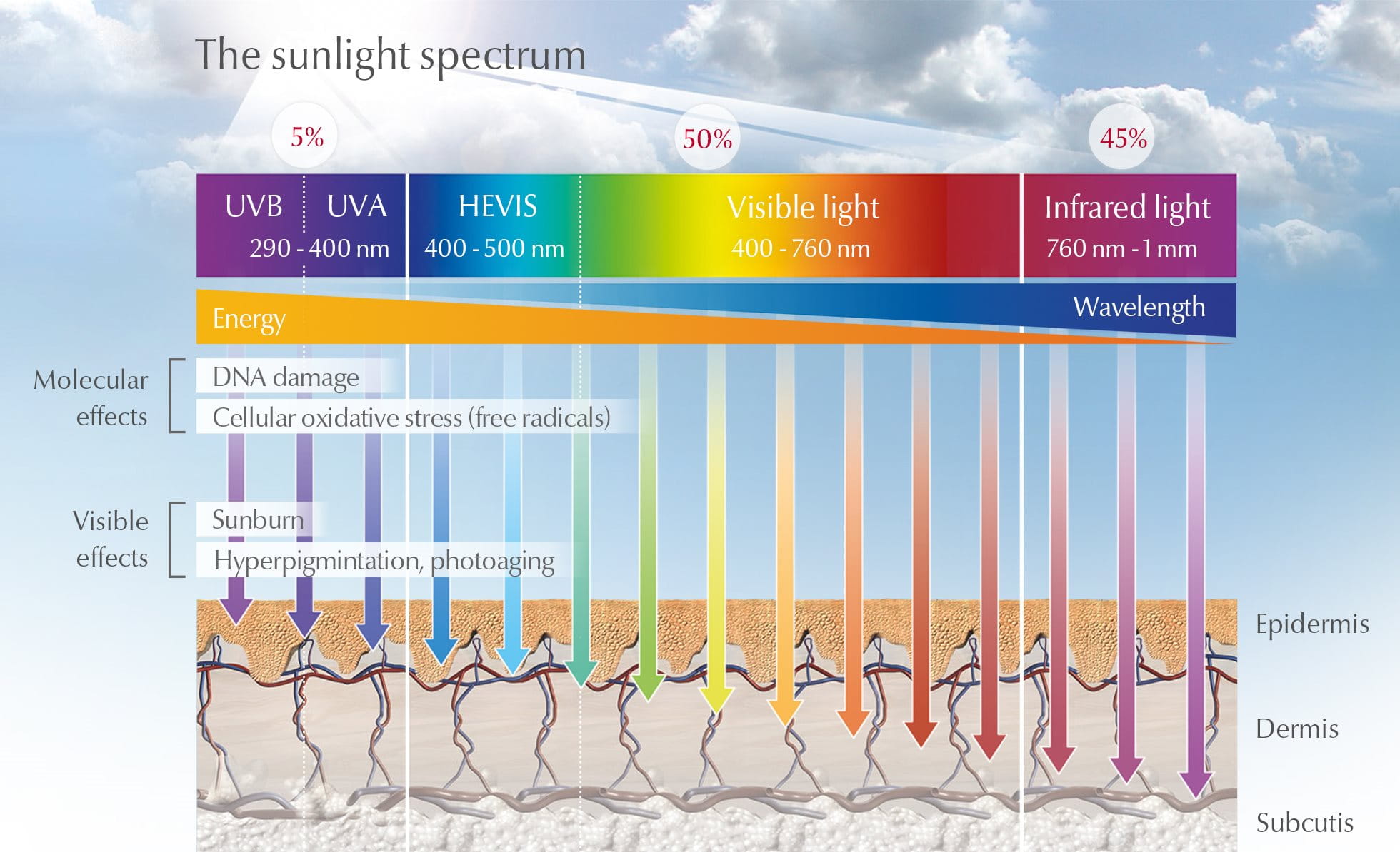 How do the sun’s UVA, UVB and HEVIS light rays affect skin| Sun and ...