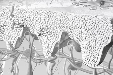 Illustration of skin